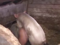 Porn bizarre animal Married At